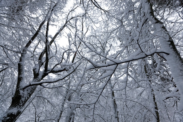 Large number of bare deciduous trees in the winter season, the trees are covered with snow after frosts and snowfalls, snowdrifts in the park or winter forest, there will be footprints in the snow