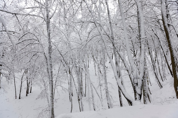 A large number of bare deciduous trees in the winter season, the trees are covered with snow after frosts and snowfalls, snowdrifts in the park or winter forest, there will be footprints in the snow