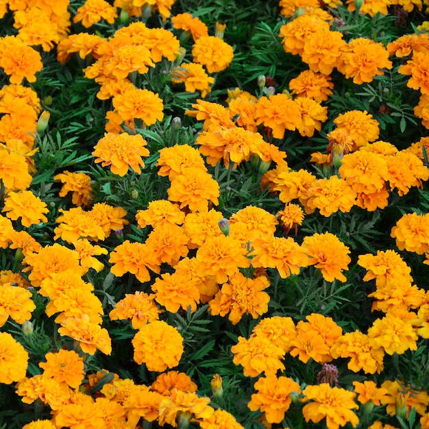 A large number of beautiful bloomed yellow marigolds in an open air flowerbed