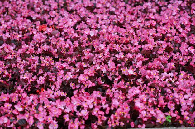 花の背景として花壇にたくさんの美しいピンクの花。自然の美しい花の抽象的な背景。