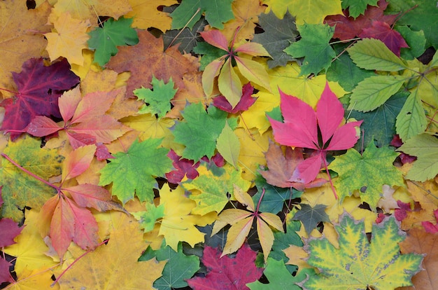 A large number of fallen and yellowed autumn leaves