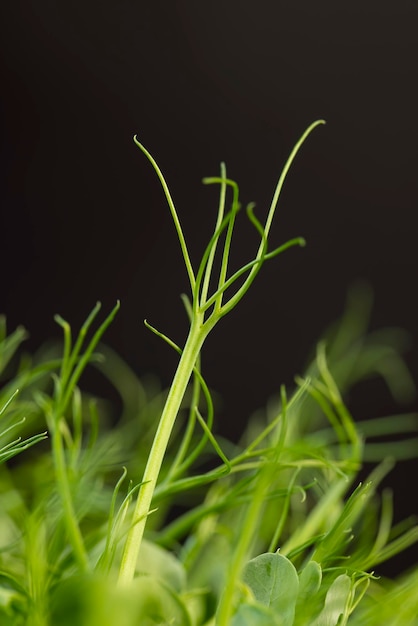 Foto un gran numero di germogli di piselli verdi, piante di piselli coltivate in un piccolo contenitore senza terra in inverno per produrre micro-verdure