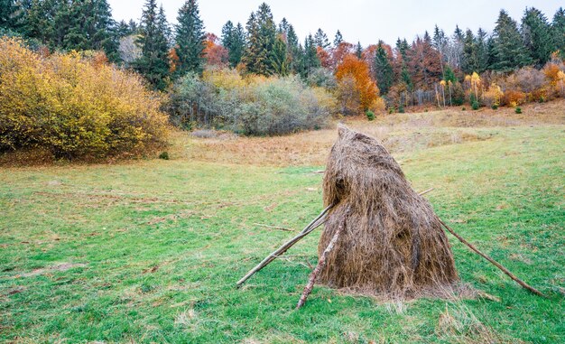 Large number of haystacks with dry hay in a green meadow with wet and fresh grass in cloudy gray weather