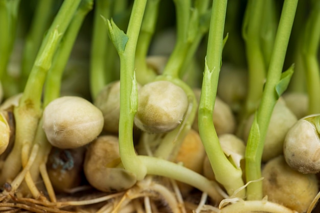 A large number of pea roots are light yellow in color the thin root system of peas grown in a small area without soil in winter