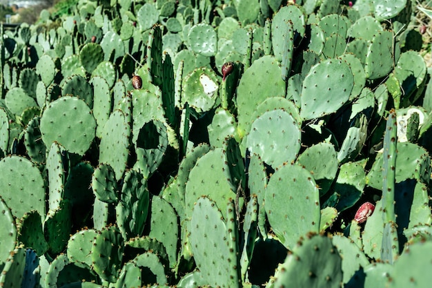 Photo a large number of prickly pear cacti bathed in the sun