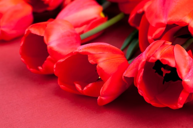 Large number of red tulips on a red background