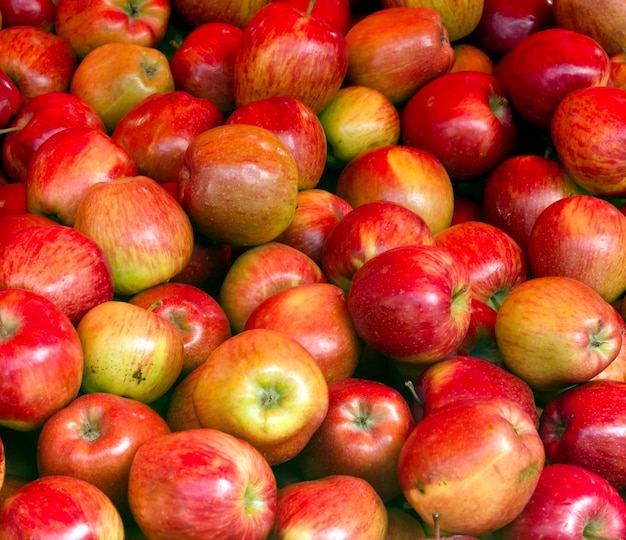 A large number of ripe apples