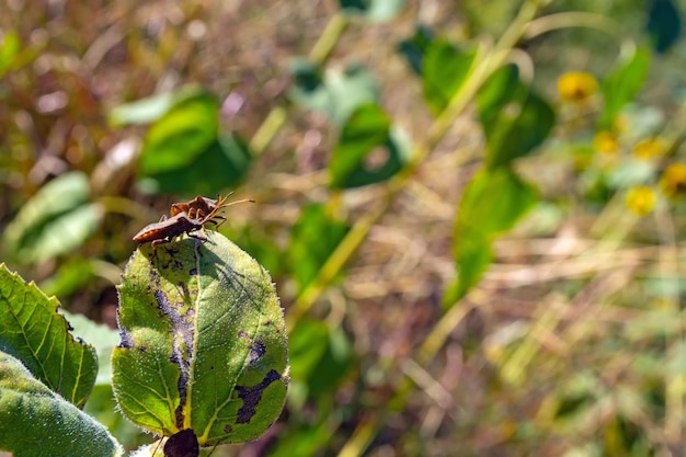 A large number of shieldbug eating sunflower plants on the field