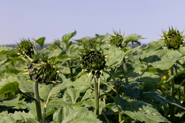 A large number of sunflowers in the agricultural field