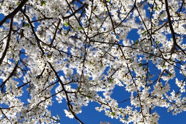 Un gran numero di fiori bianchi sui rami del ciliegio in previsione di un nuovo raccolto