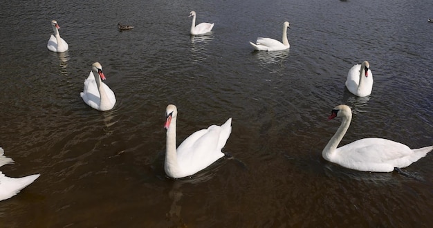 Foto un gran numero di cigni bianchi sul lago in estate