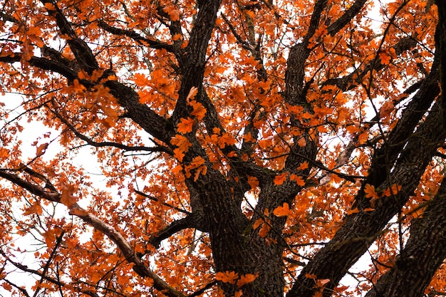 Large oak tree in autumn with yellow foliage, against a cloudy sky