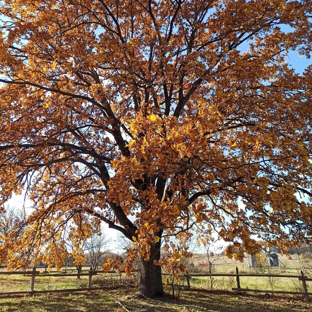Photo a large oak tree with a fence and a house in the background