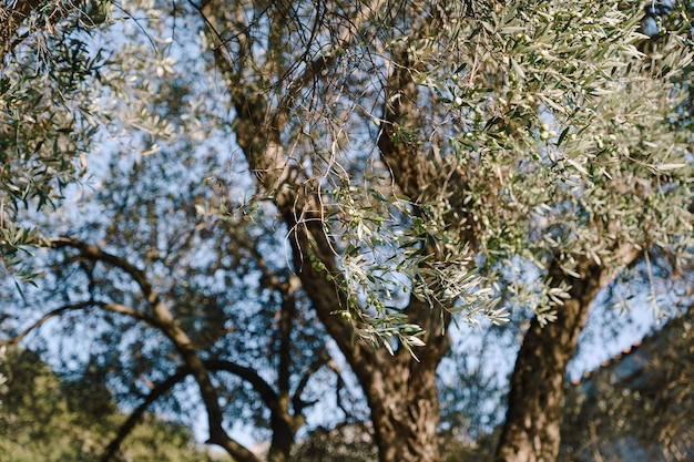 Large olive fruit on the branches of the tree against the bark of the tree