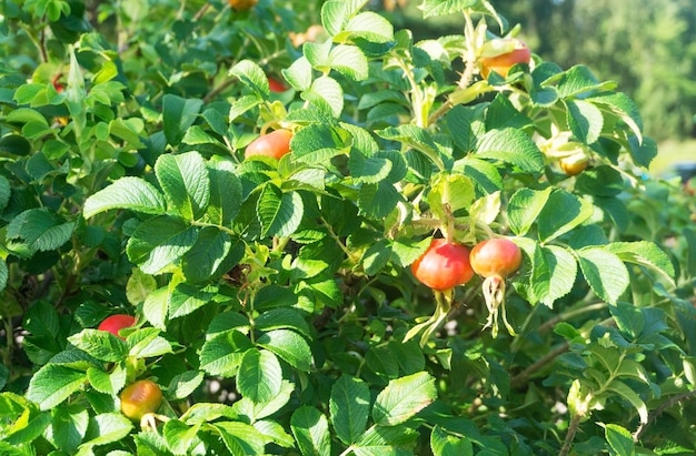 Large orange cankerberry on a green bush