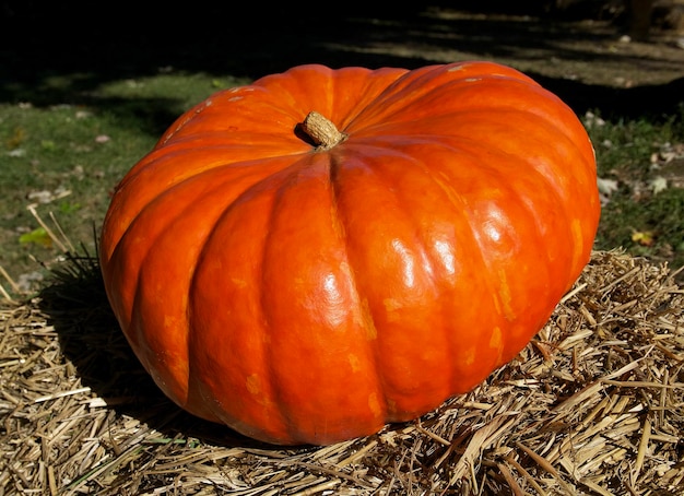 a large orange pumpkin on a haystack