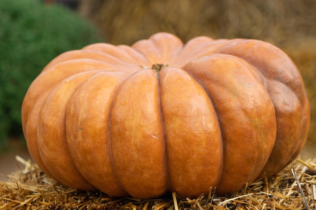 Photo large orange pumpkin mature ribbed symbol of autumn on a straw background