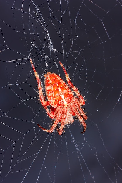 A large orange spider araneus on the web