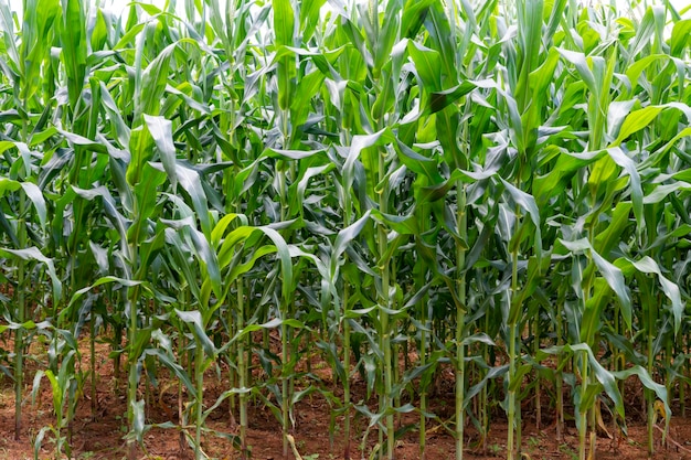 Grande fattoria di piantagioni di mais biologico.