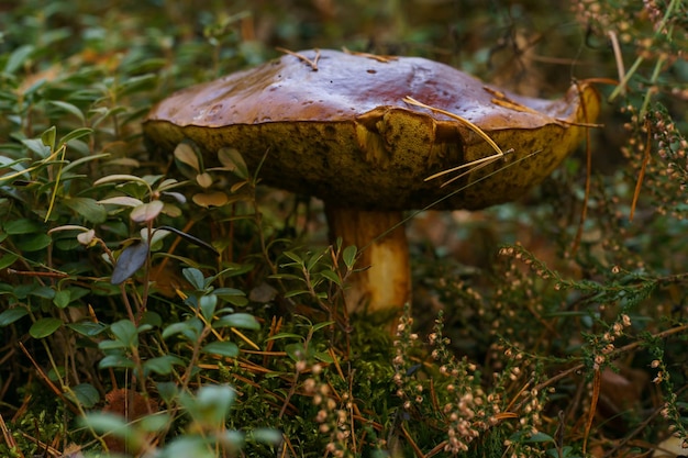 Large overgrown old rotten boletus mushroom in autumn forest near yellow leaves lingonberry bushes moss and heather