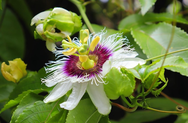 木の熱帯雨林の植物に大きなパッション フルーツの花