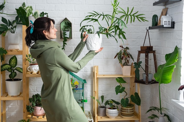 Large philodendron elegance with carved leaves in the hands of woman in the interior of a green house with shelving collections of domestic plants Home crop production