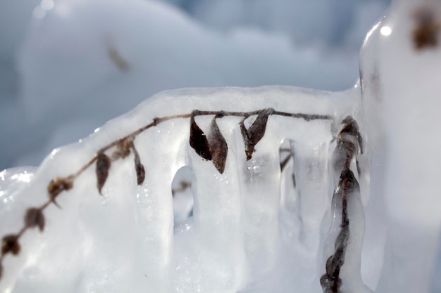 A large piece of ice and a frozen tree