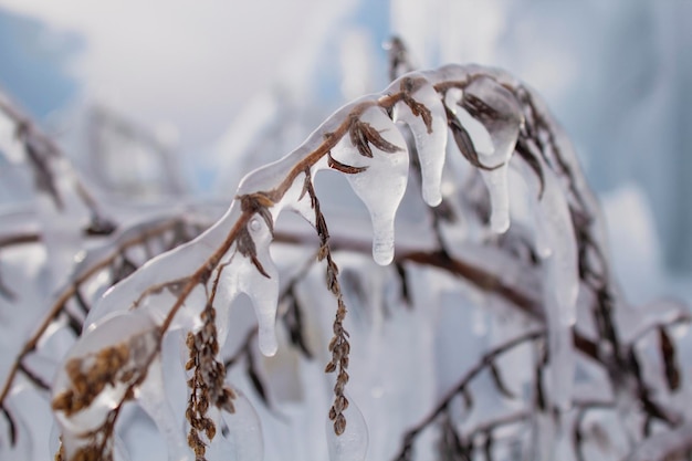 A large piece of ice and a frozen tree