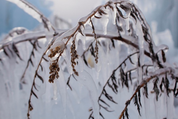 A large piece of ice and a frozen tree