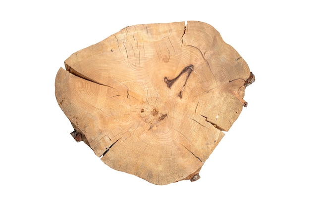 白で隔離される不均一な形状の樹皮のない古いトウヒの木の断面の大部分
