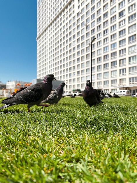 写真 大きなハトは餌を求めて緑の芝生の上を歩きます多くのハトが餌を与えるため、ハトは都市に氾濫しました