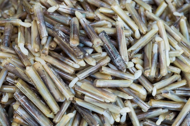 Large pile of fresh raw razor clams