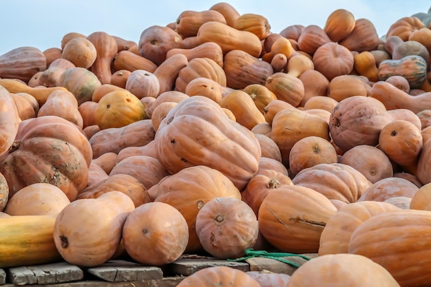 A large pile of pumpkin harvest is sold at the market