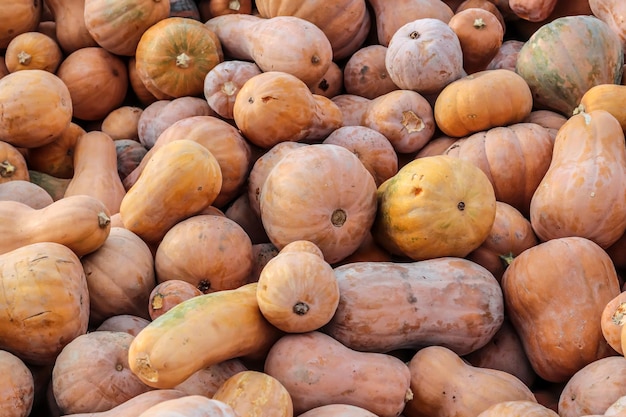 A large pile of pumpkin harvest is sold at the market