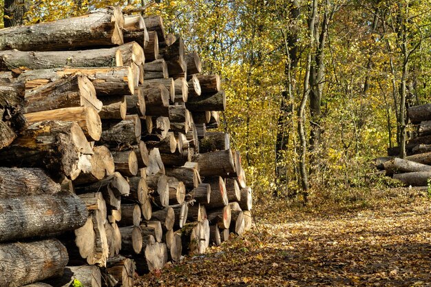 Photo a large pile of stacked chopped brows in the forest after cutting down