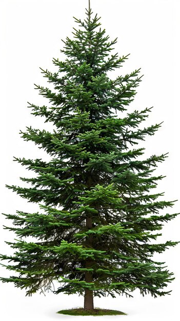 Photo a large pine tree is shown on a white background