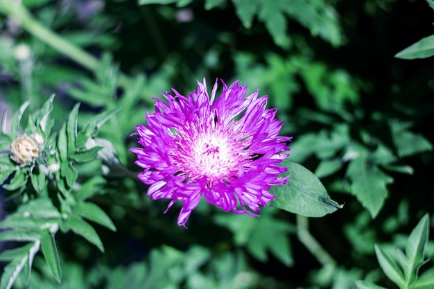 Large pink flower with long petals on grass background