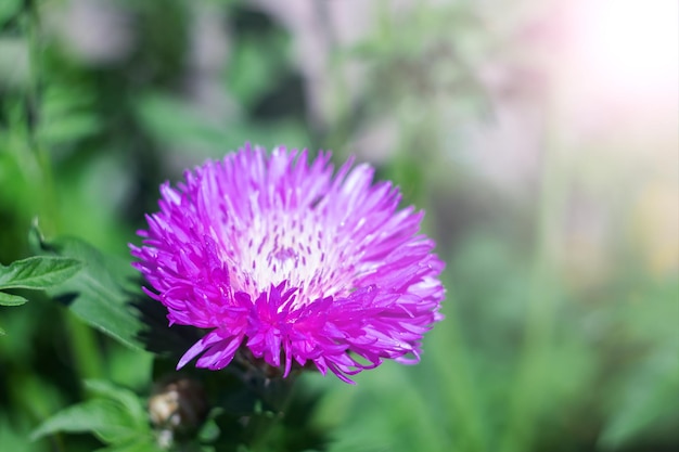 Large pink flower with long petals on grass background