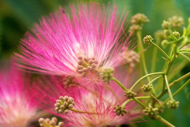 アカシアのクローズアップの大きなピンクの花