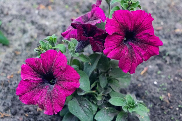 Large pink flowers and green leaves close up