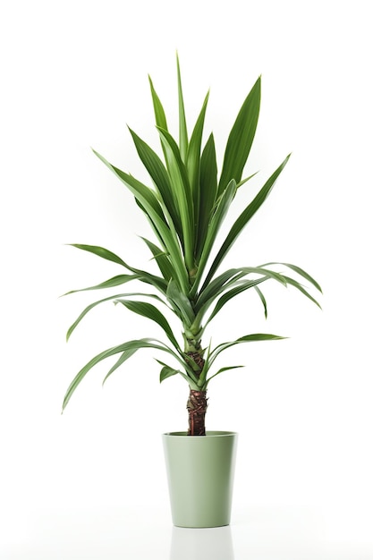 A large plant in a pot with a white background