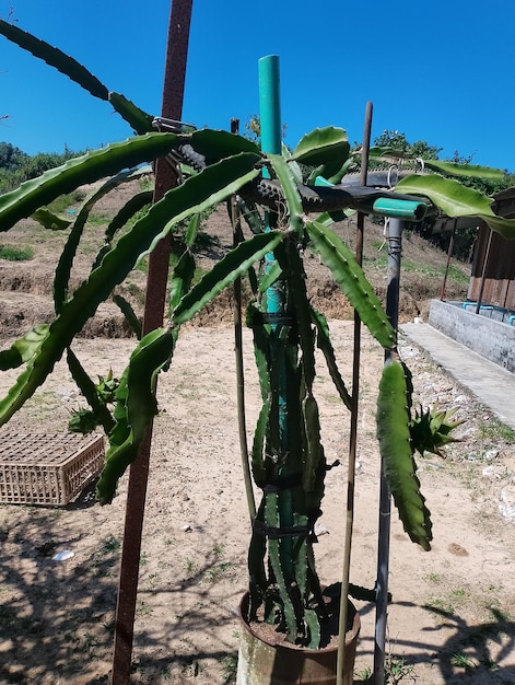 Photo a large plant with a blue top and green leaves hanging from it