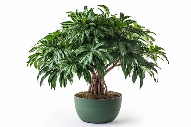 Photo a large plant with large leaves in a green pot