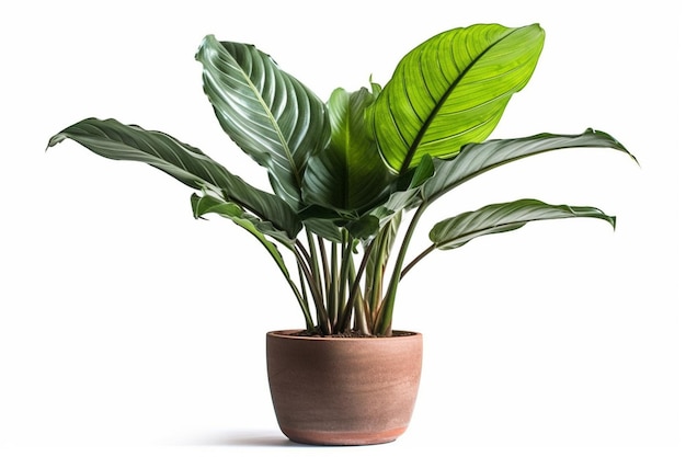 A large plant with large leaves in a pot