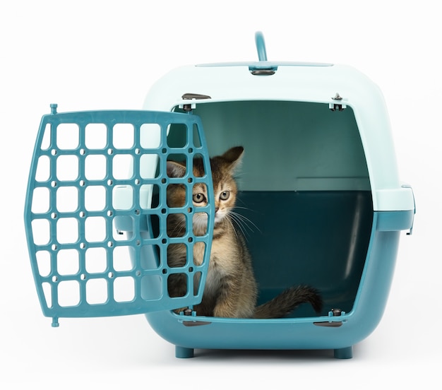 Large plastic carrier cage for cats and dogs on white background, inside a kitten is a Scottish straight