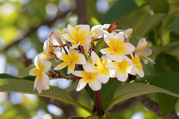 Grandi fiori di plumeria che crescono su un albero