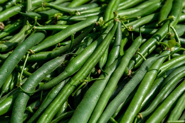 Large pods of dietary green beans