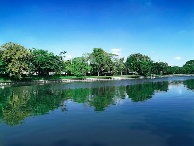 A large pool in the middle of the park is filled with large trees surrounded by the bright blue sky