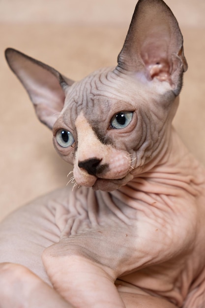Photo a large portrait of a 3monthold canadian sphynx kitten on a beige background