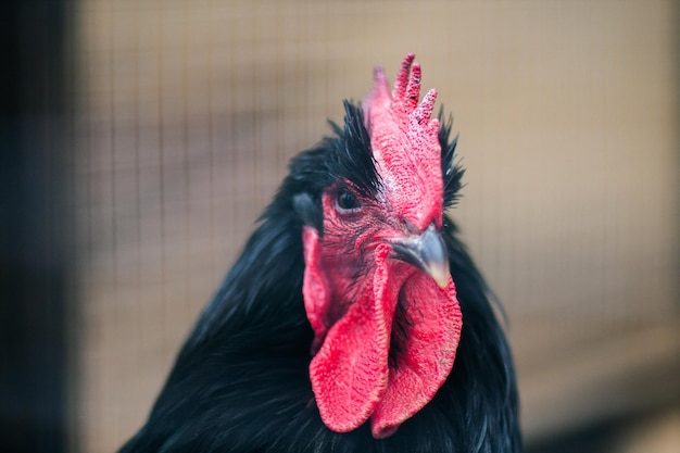 large portrait of a black rooster with a red crest, a large poultry head, one chicken husband